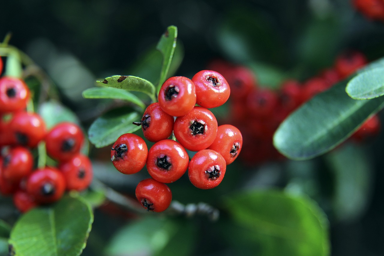 意甲保级生死冲！萨索洛主场剿杀19名紫百合，贝拉尔迪复出即王炸