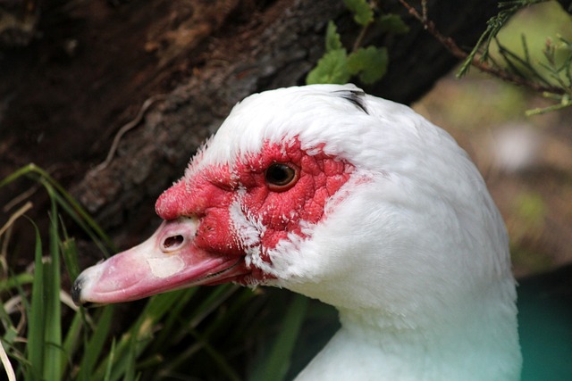 攻守平衡为 攻守平衡为