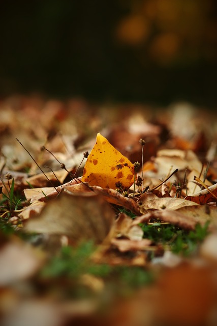 凭借在国际 凭借在国际
