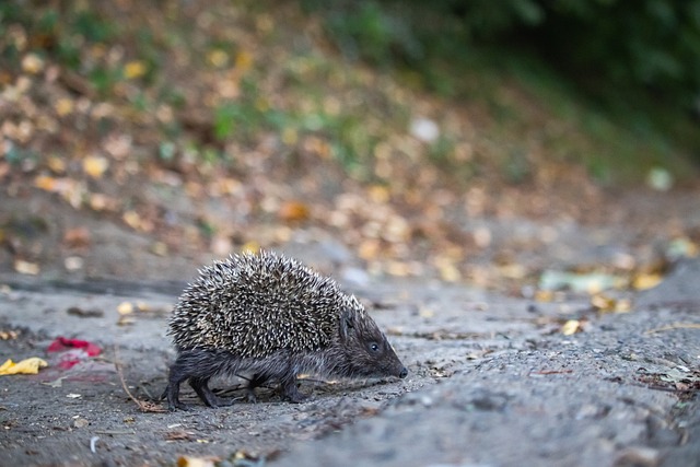 国足协的报 国足协的报